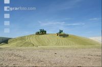 Triticale Ernte J 3