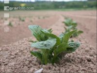 Potato emerge 5