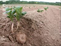 Potato emerge 4