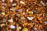 Herbstlaub 4