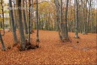 Buchenwald Herbst