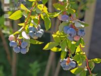 Kulturheidelbeeren 8