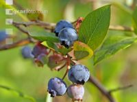 Kulturheidelbeeren 7