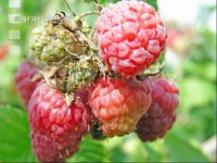 Himbeeren 6