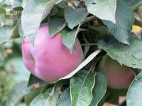 Macintosh Apfel #1