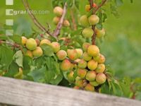 Marillenernte 6