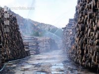 Holz Nasslager 5