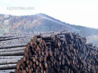 Holz Nasslager 4