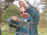 Tree cutting 4