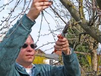 Tree cutting 3