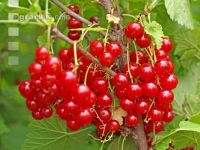 Johannisbeere rot 3