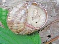 Weinbergschnecke 6