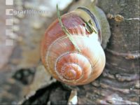Weinbergschnecke 5