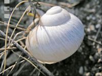 Roman snail 4