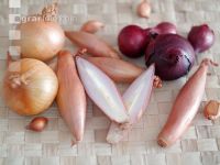 Zwiebel gemischt 1