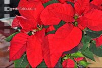 Weihnachtsstern 6