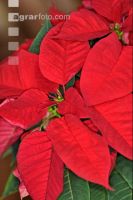 Weihnachtsstern 2