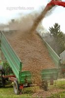 Chaff Piber 46