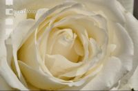 Rose 12