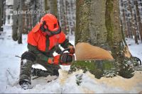 Buche Fallkerb 10