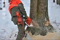 Buche Fallkerb 11