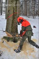 Buche Fallkerb 14