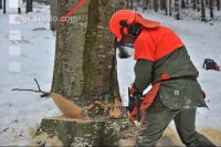 Buche Fallkerb 15
