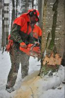 Buche Fallkerb 3