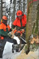 Buche Fallkerb 5