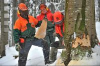 Buche Fallkerb 6