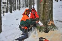 Buche Fallkerb 8