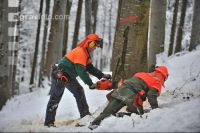 Buche Keile setzen 8