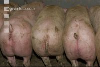 Schweine fressen 30