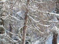 Larch 6