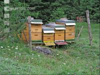 Bienenstand 3