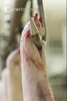 Schweineklauen 1