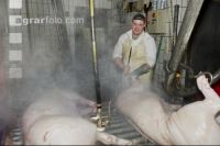 Schwein schlachten 1