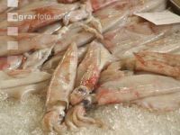 Tintenfische