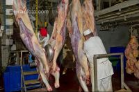 Rind schlachten 14