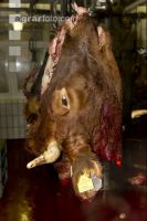 Rind schlachten 19