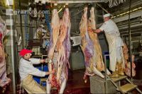 Rind schlachten 20