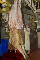 Rind schlachten 23