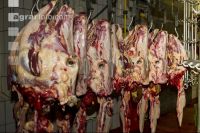 Rind schlachten 6