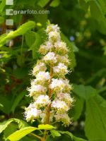 Kastanie Blüte 3