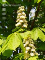 Kastanie Blüte 2