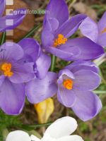 Krokus 5