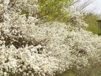Schlehe Blüte 2