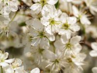 Schlehe Blüte 1