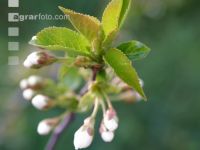Weichsel Blüte 1