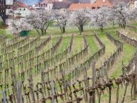 Wachau 11